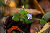 Persian speedwell (Veronica persica) in the garden, close-up