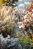 Seating area between autumn chrysanthemums (Chrysanthemum indicum) and lamp grass (Pennisetum alopecuroides) in late autumn