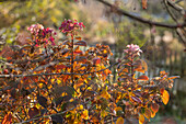 Panicle hydrangea (Hydrangea paniculata) with autumn leaves, close-up