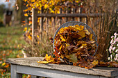 Gardening, raking leaves, collecting them in a basket and removing them from the lawn