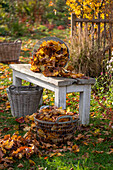 Gardening, raking leaves, collecting them in a basket and removing them from the lawn