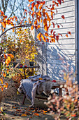 Seat on autumnal terrace in late sunlight