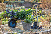 Cabbage harvest (pointed cabbage, red cabbage, savoy cabbage, white cabbage) on wheelbarrow in the garden