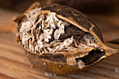 Seed capsules of bluebell tree or emperor tree (Paulownia tomentosa)