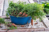 Carrot harvest in  Emaillie bowl