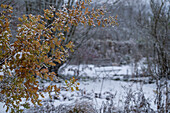 Snow in the garden