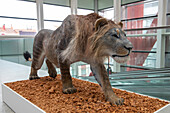 Prehistoric Eurasian cave lion, reconstruction