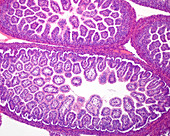 Foetal small intestine, light micrograph