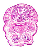 Frontal section of embryoâ€™s head, light micrograph
