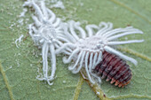Handsome fungus beetle larva eating mealybug