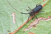 Longhorn beetle mimicking a net-winged beetle