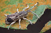 Longhorn beetle mimicking a weevil