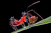 Assassin bug nymph with ant prey