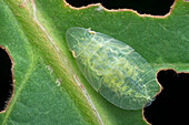 Flat-headed leafhoppers