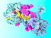 SpCas9 enzymes splicing DNA, illustration