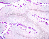 Gastric mucosa, light micrograph