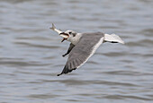 Laughing gull flying with caught fish