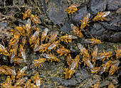 Yellow dung flies on cattle dung