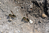 Heath potter wasps collecting nest-building material