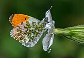 Orange-tip butterfly on white campion (Silene latifolia)