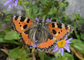Butterfly on Alpine Aster (Aster alpinus)