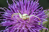 Crab spider with ant on thistle flower