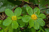 Hacquetia (Sanicula epipactis) in flower