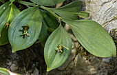 Spineless butcher's-broom (Ruscus hypoglossum) in flower