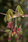 Fernleaf fullmoon maple (Acer japonicum 'Aconitifolium')