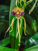 Clamshell orchid (Prosthechea cochleata) in flower