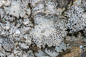 Crusty navel lichen (Umbilicaria crustulosa)