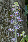 Lice-bane (Staphisagria macrosperma) in flower