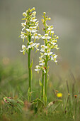 Greater butterfly-orchid (Platanthera chlorantha) in flower