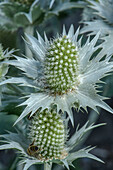 Silver sea-holly (Eryngium spinalba) in flower