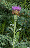 Giant Knapweed (Leuzea rhapontica) in flower