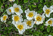Mountain avens (Dryas octopetala) in flower