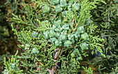 Female cones (Juniperus thurifera) of Spanish juniper tree