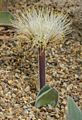 Rabbit's ears (Haemanthus humilis ssp. hirsutus)