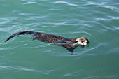 Cape clawless otter swimming