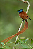 Male African paradise flycatcher with breeding plumage