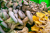 Edible mushrooms