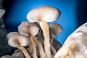 Edible mushrooms