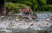 Rangers catching invasive silver carp jumping from Fox River, USA