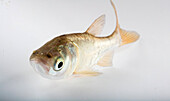 Juvenile invasive bighead carp, USA