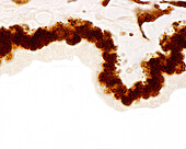 Ciliary body epithelium, light micrograph