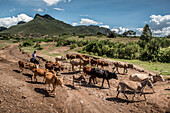 Herding cattle, Kenya
