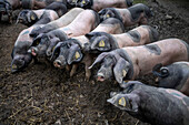 Basque pigs