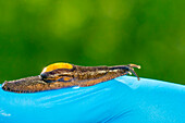 Invasive parmarion slug, Puerto Rico
