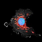 Mitochondria, confocal light micrograph