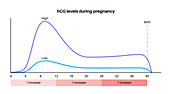 Human chorionic gonadotropin level during pregnancy, illustration